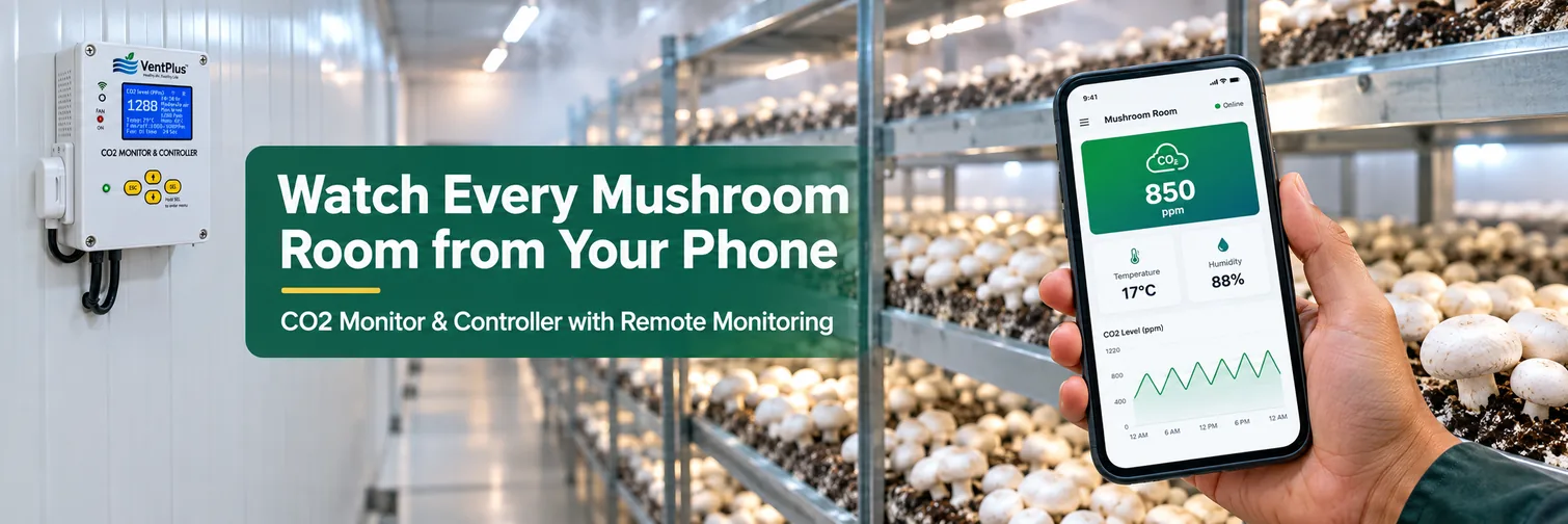 Mushroom farm owner checking growing room CO2 levels on a mobile phone with the VentPlus CO2 controller